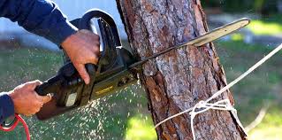 Best Tree Mulching  in Lake Morton Berrydale, WA