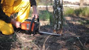 Best Tree Cabling and Bracing  in Lake Morton Berrydale, WA