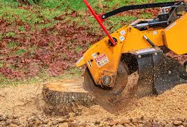 Best Tree Removal  in Lake Morton Berrydale, WA