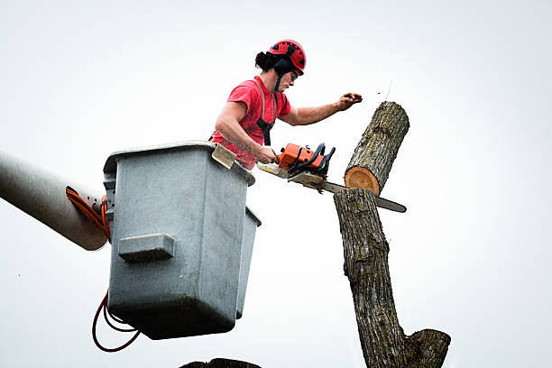 Professional Tree Care in Lake Morton Berrydale, WA